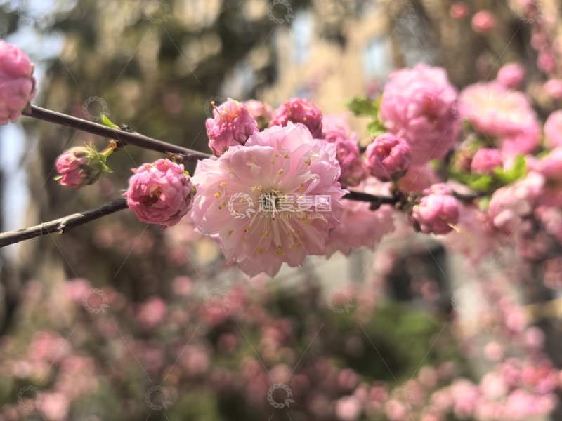 高清大图下载【趣麦麦图】春日粉色花朵绽放景象