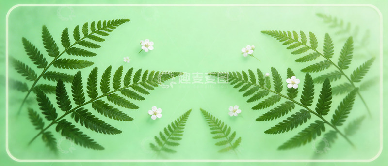 高清大图下载【趣麦麦图】绿色清新蕨类植物背景图