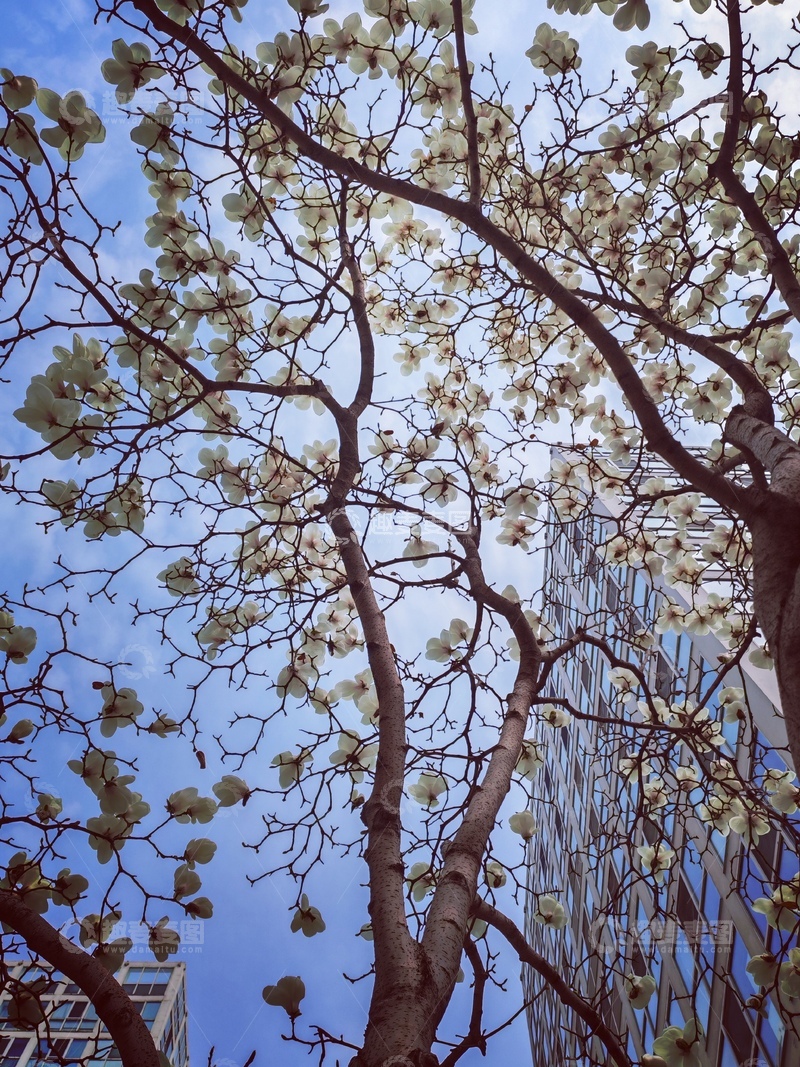 高清大图下载【趣麦麦图】城市春景玉兰花盛开