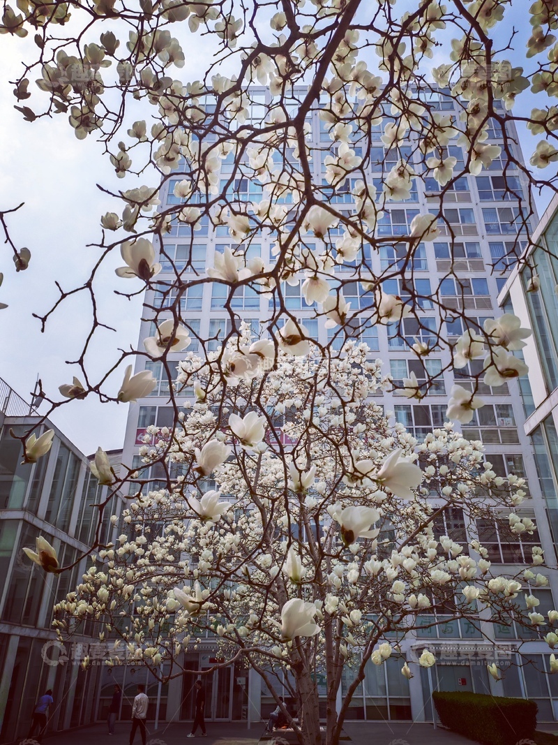 高清大图下载【趣麦麦图】城市春景玉兰盛开高楼背景