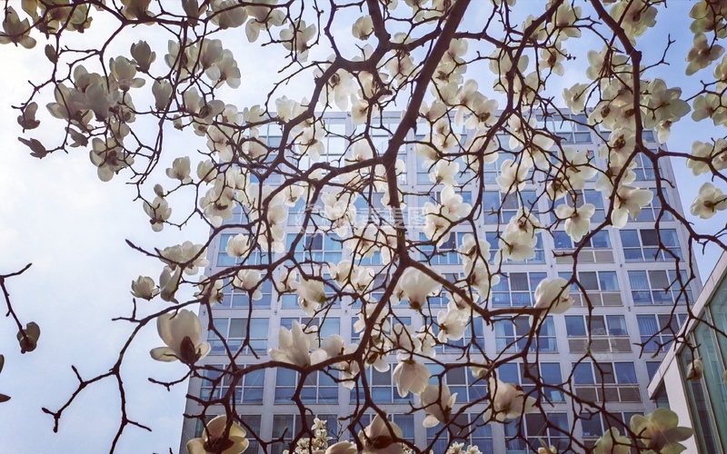 高清大图下载【趣麦麦图】城市春光玉兰盛开