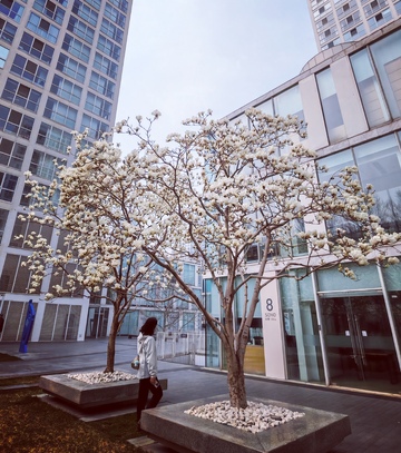 城市春景白玉兰高楼背景
