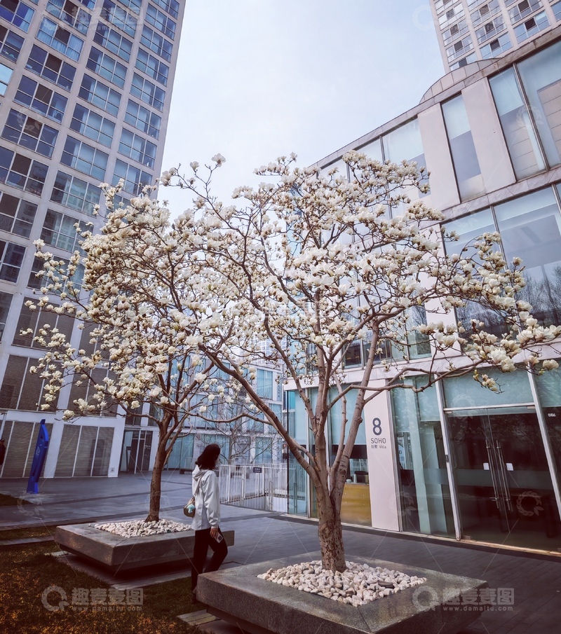 高清大图下载【趣麦麦图】城市春景白玉兰高楼背景