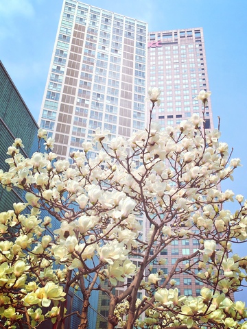 城市春色玉兰花高楼