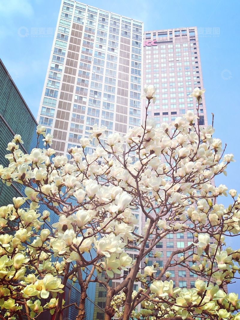 高清大图下载【趣麦麦图】城市春色玉兰花高楼