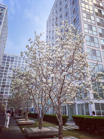 城市春景白玉兰花高楼大厦