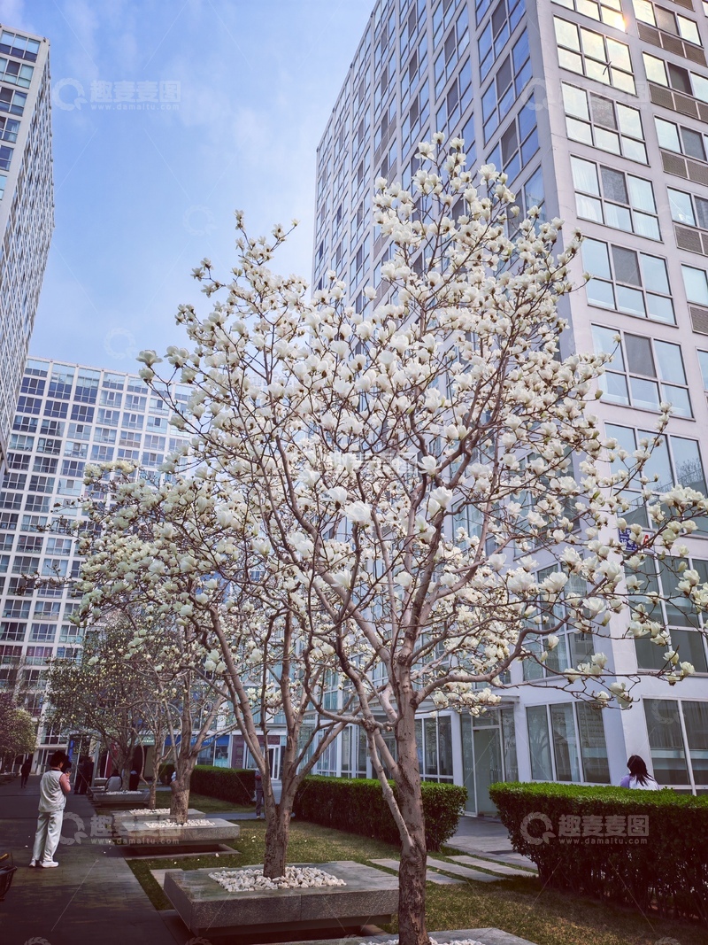 高清大图下载【趣麦麦图】城市春景白玉兰花高楼大厦