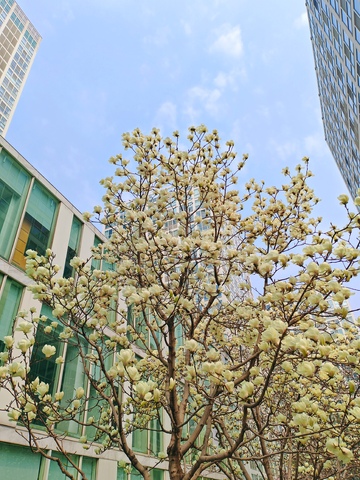 城市春景白玉兰盛开高楼背景