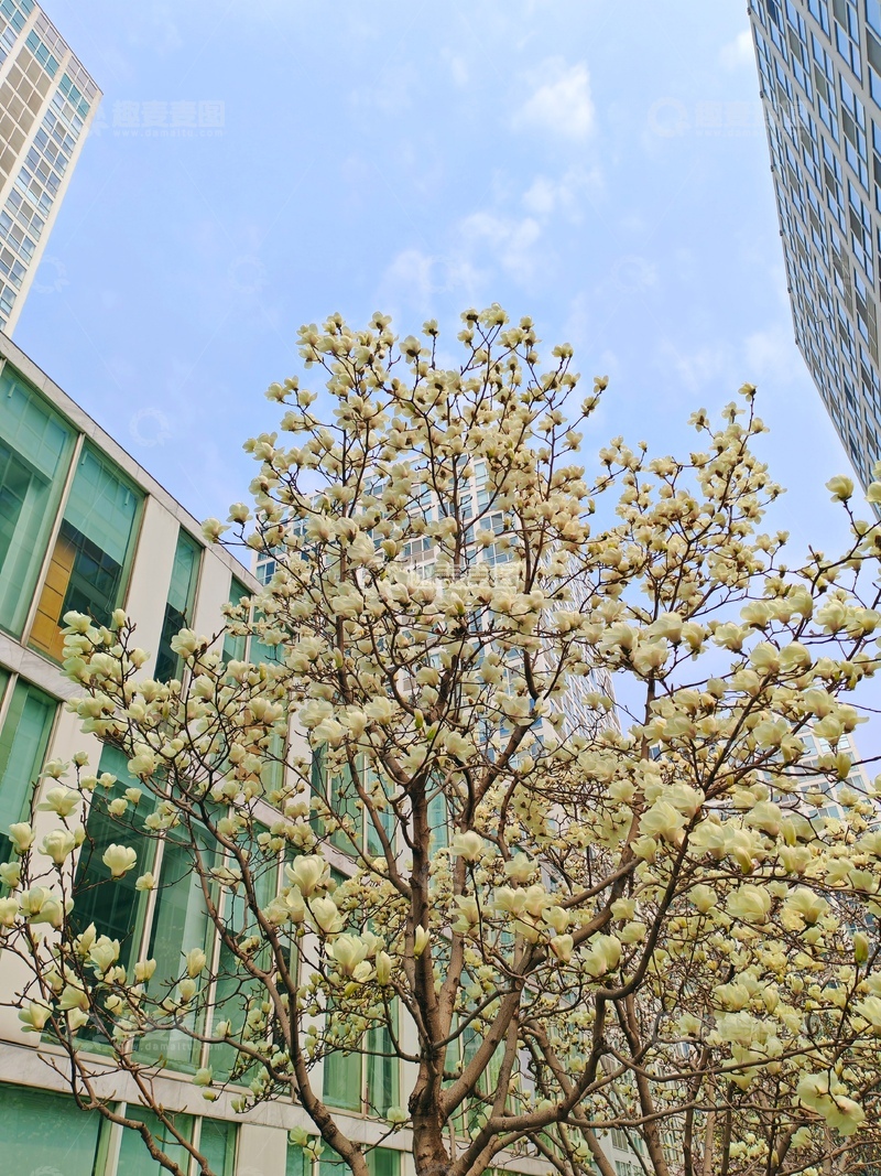 高清大图下载【趣麦麦图】城市春景白玉兰盛开高楼背景