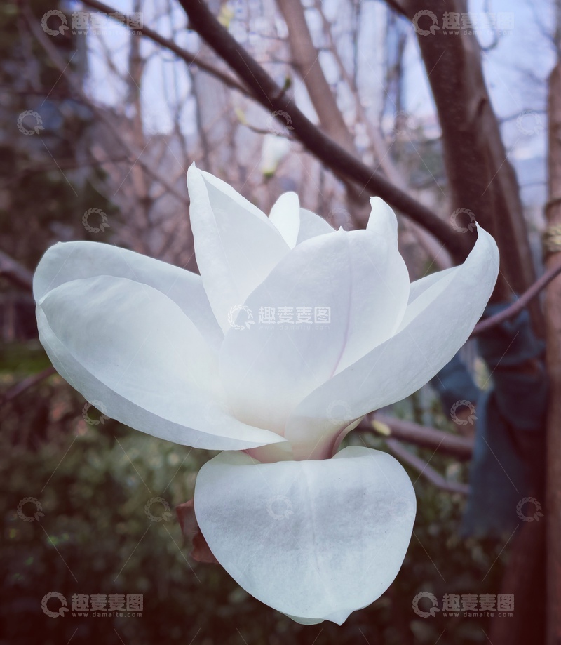 高清大图下载【趣麦麦图】玉兰花开早春时