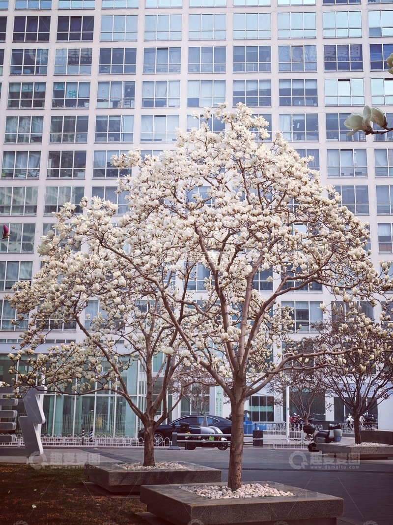高清大图下载【趣麦麦图】城市春景玉兰花开高楼背景