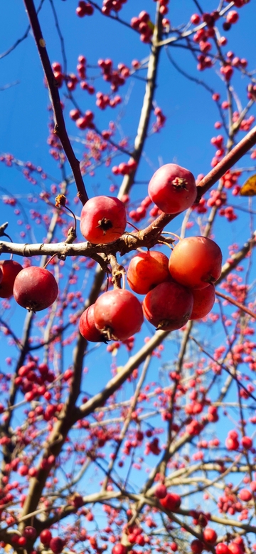 秋日红果映蓝天