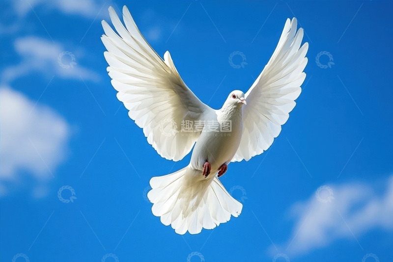 高清大图下载【趣麦麦图】蓝天上飞翔的白鸽