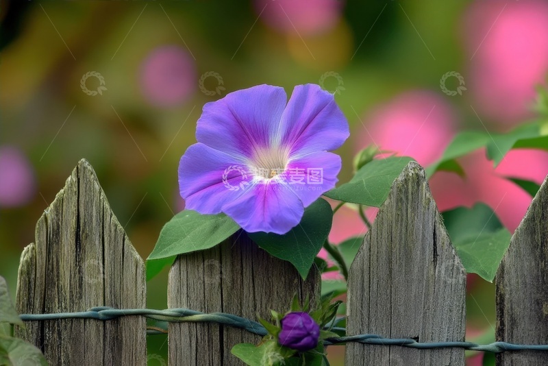 高清大图下载【趣麦麦图】栅栏上紫色的喇叭花