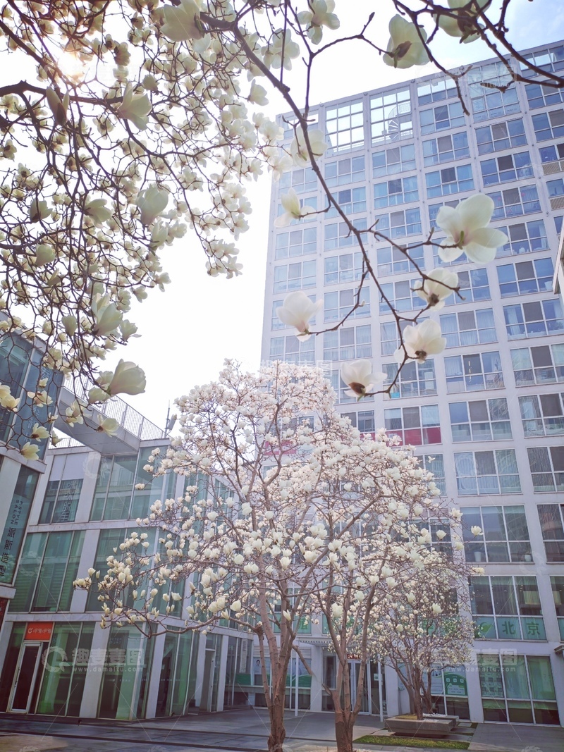 高清大图下载【趣麦麦图】春花绽放现代楼前