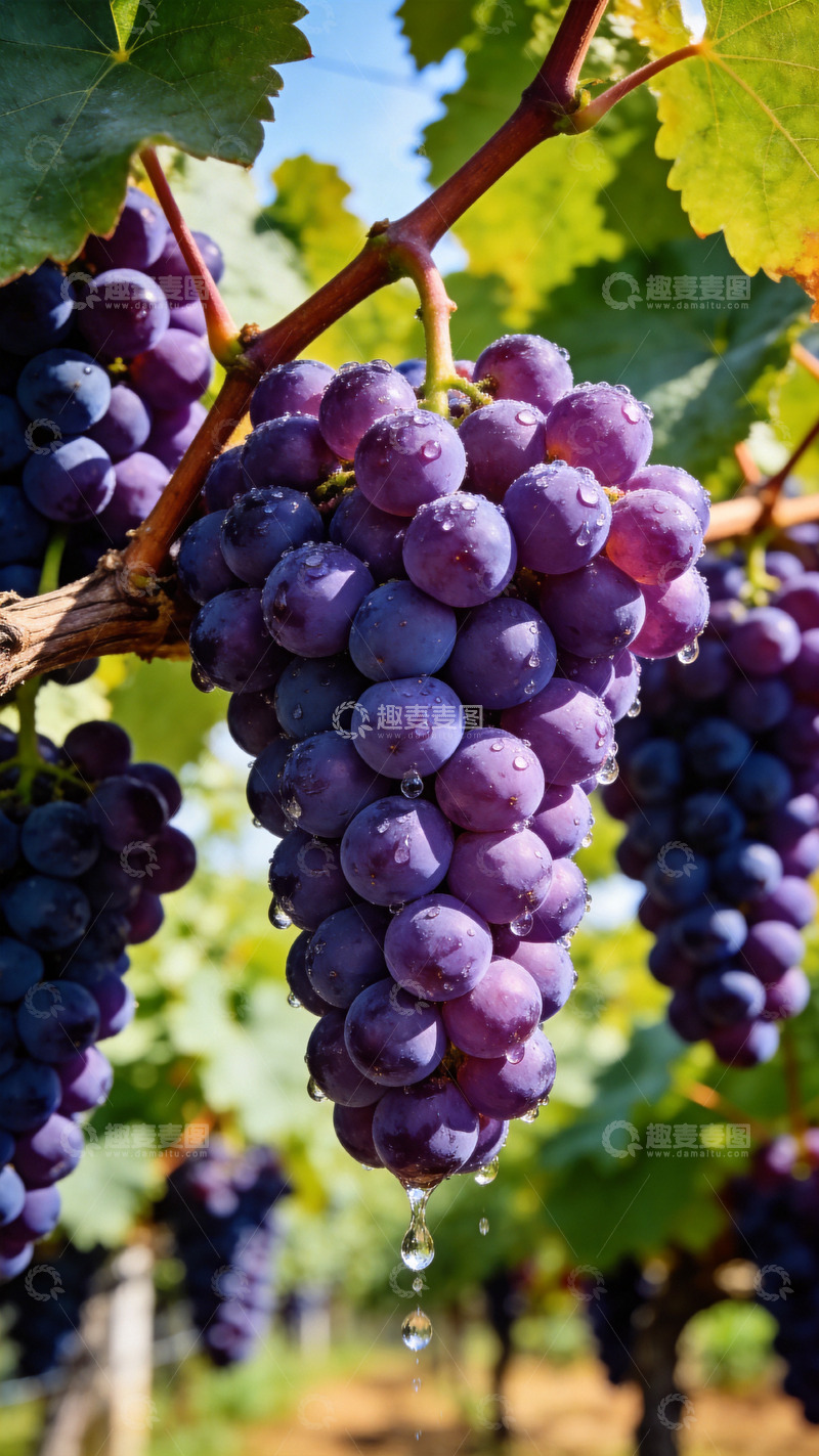 高清大图下载【趣麦麦图】诱人的紫色葡萄
