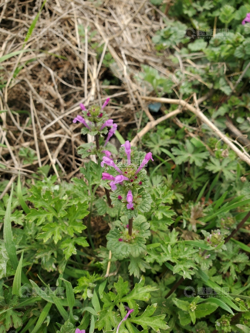 高清大图下载【趣麦麦图】中草药宝盖草植物花朵绿叶植株聚焦摄影