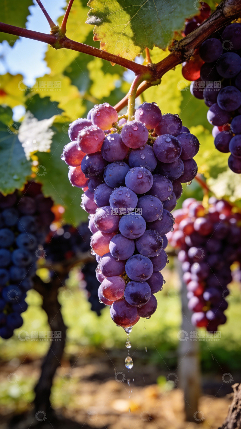 高清大图下载【趣麦麦图】带着水珠的紫色葡萄