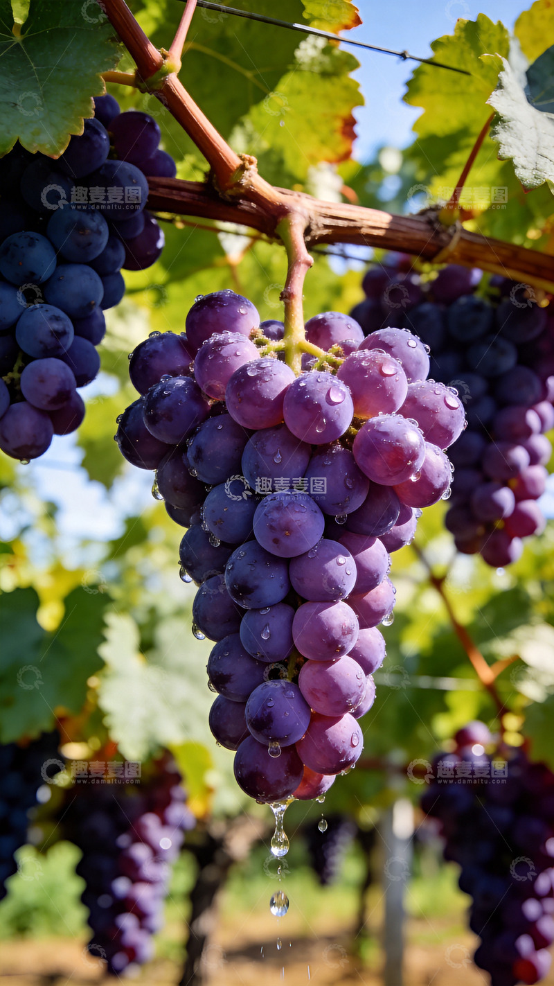 高清大图下载【趣麦麦图】葡萄藤上的紫色葡萄