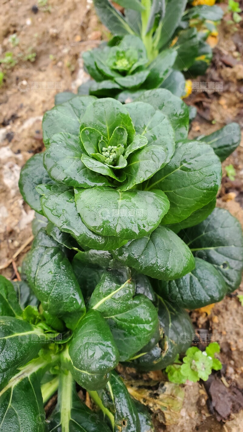 高清大图下载【趣麦麦图】黑白菜蔬菜青菜绿叶花苞聚焦摄影