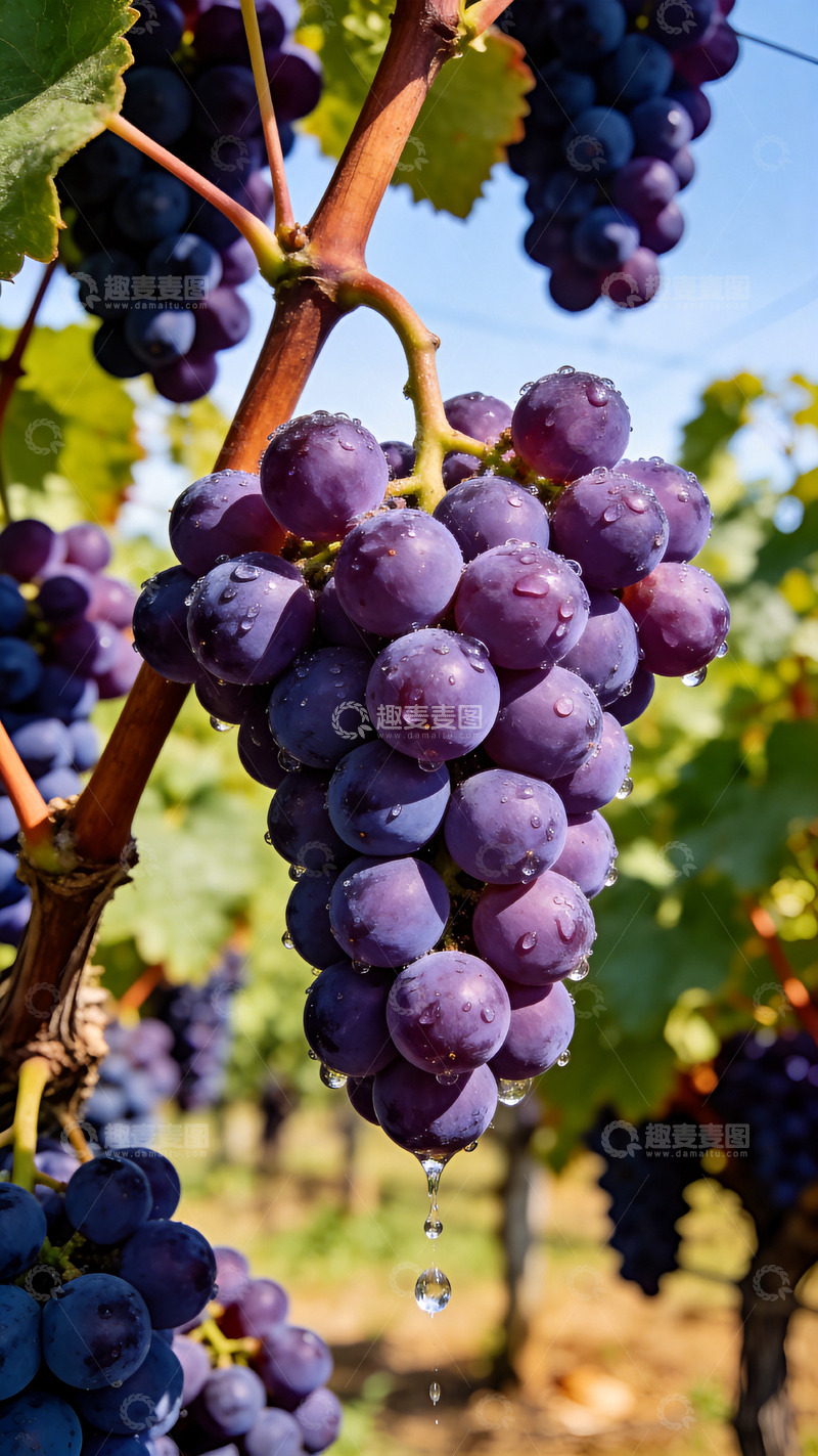 高清大图下载【趣麦麦图】阳光下的葡萄