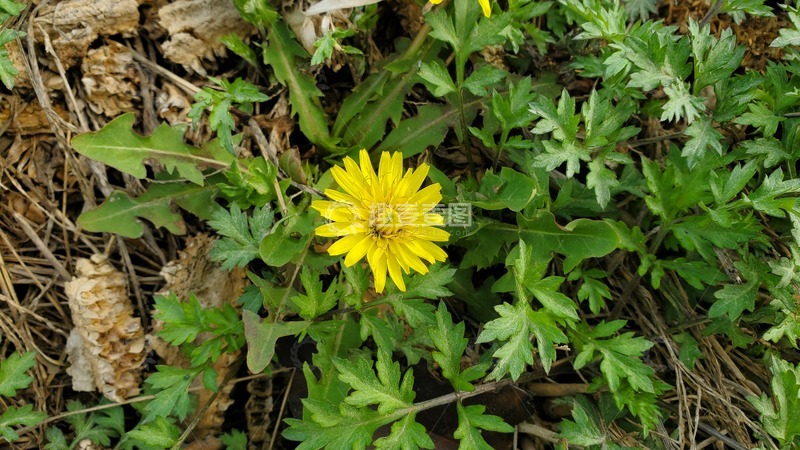 高清大图下载【趣麦麦图】中草药蒲公英植物花朵花卉绿叶