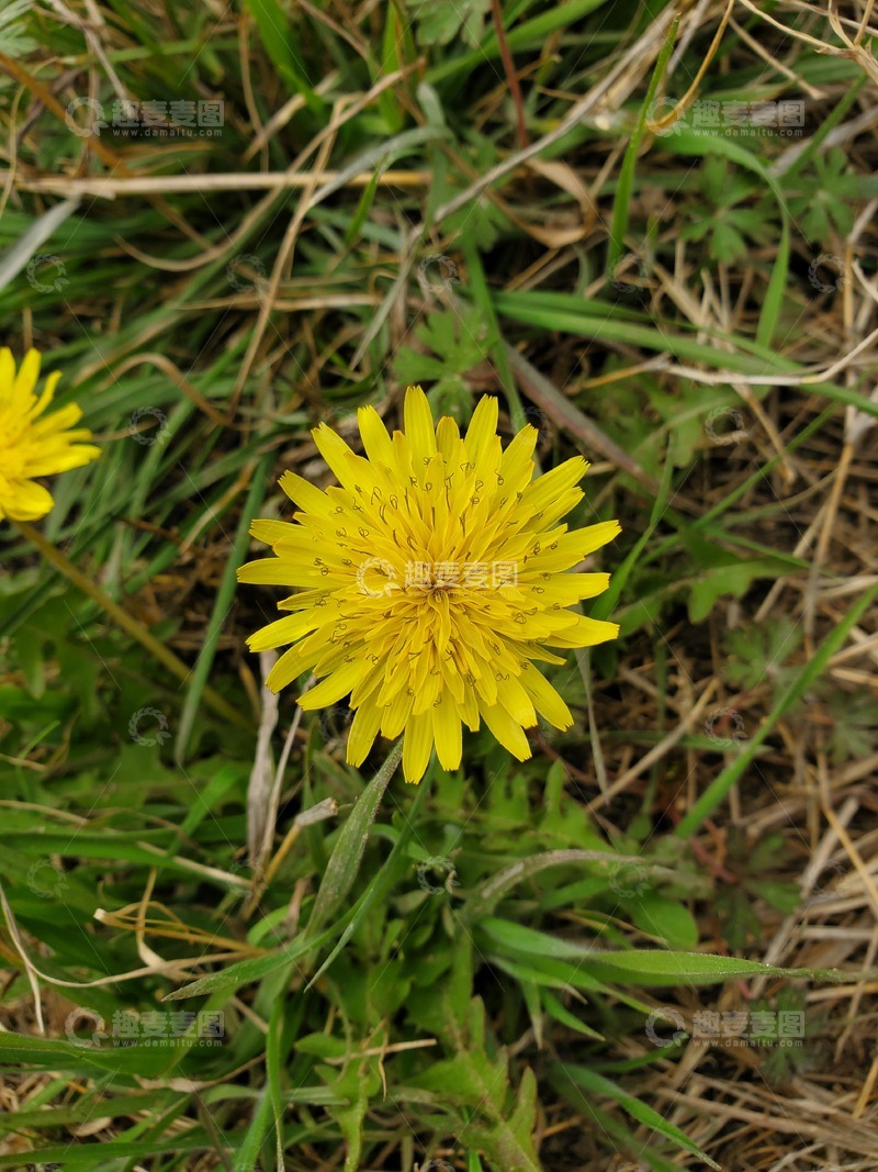 高清大图下载【趣麦麦图】蒲公英花朵花卉花蕊聚焦摄影