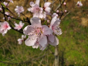 桃花花朵花卉花瓣花卉花蕾
