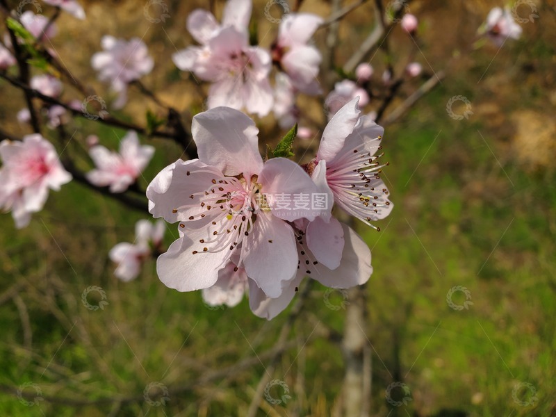 高清大图下载【趣麦麦图】桃花花朵花卉花瓣花卉花蕾