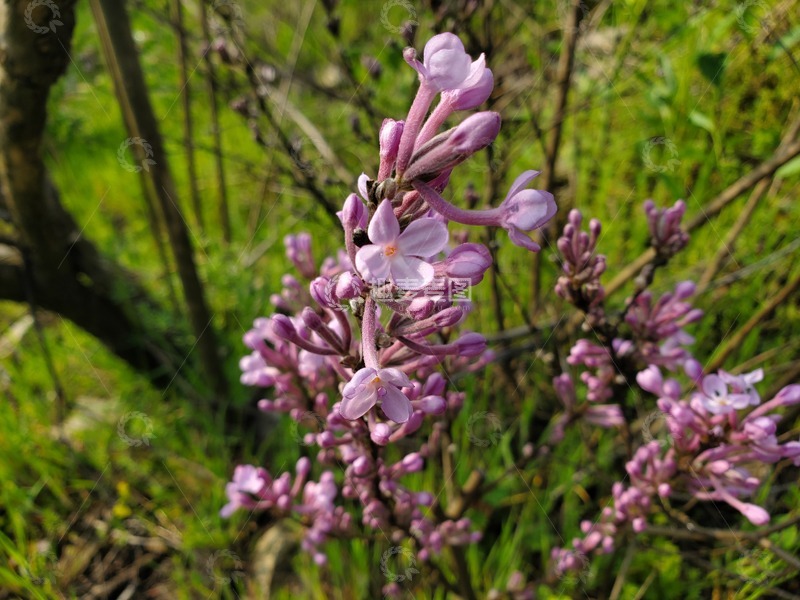 高清大图下载【趣麦麦图】中草药芫花花朵花卉紫花野花植物