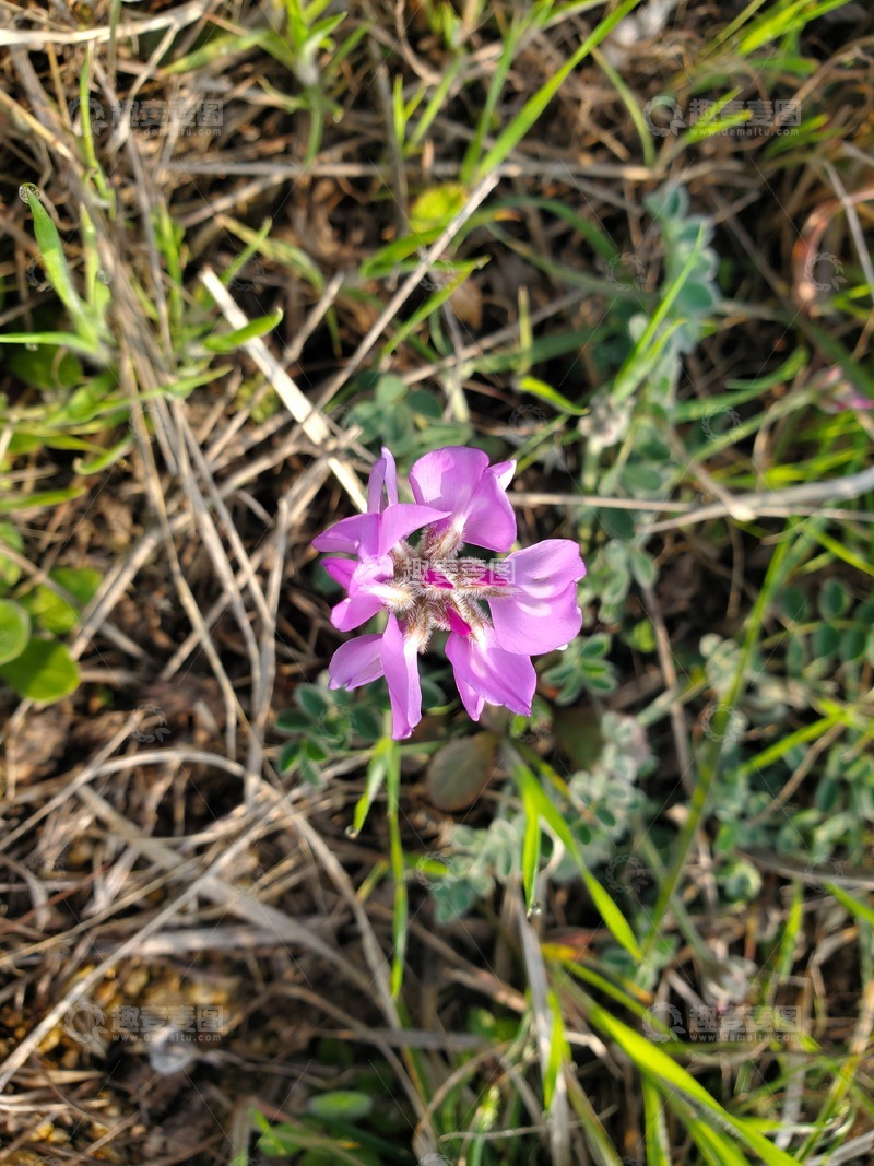 高清大图下载【趣麦麦图】紫花地丁花朵花卉野花聚焦摄影