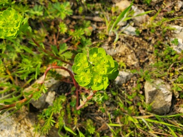 中草药泽漆猫眼草伞状花序