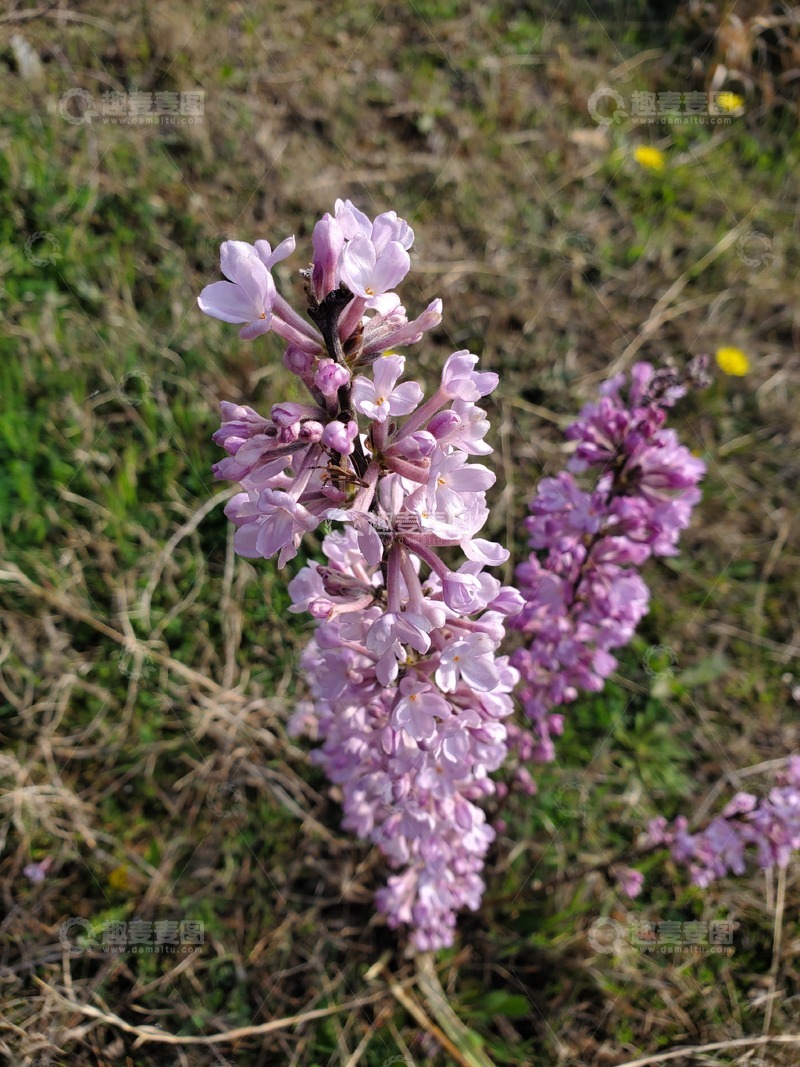 高清大图下载【趣麦麦图】中草药芫花花朵花序花蕾植物聚焦摄影