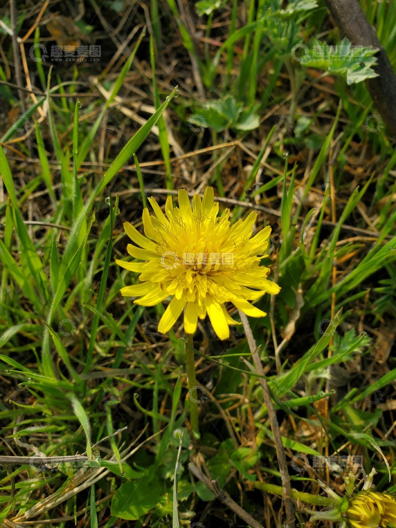 高清大图下载【趣麦麦图】中草药蒲公英花朵植物聚焦摄影