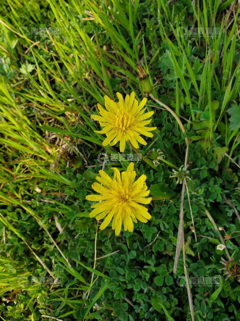 高清大图下载【趣麦麦图】中草药蒲公英植物花朵花卉花蕊