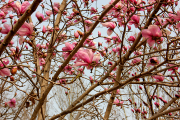 粉玉兰盛开早春景观自然风光摄影