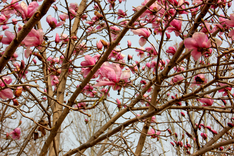 高清大图下载【趣麦麦图】粉玉兰盛开早春景观自然风光摄影