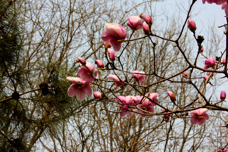 高清大图下载【趣麦麦图】早春玉兰绽放粉红花朵