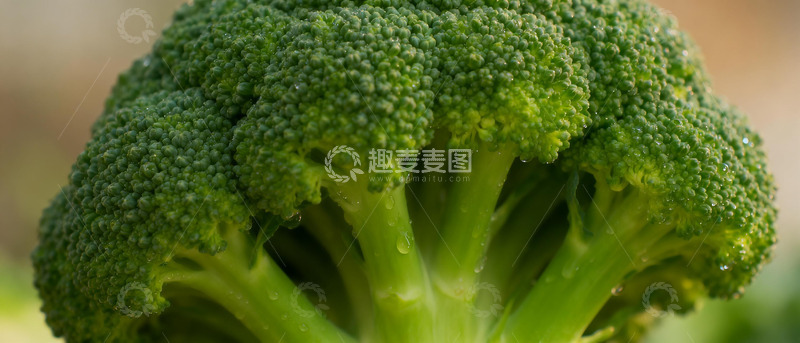 高清大图下载【趣麦麦图】特写西蓝花蔬菜摄影图片