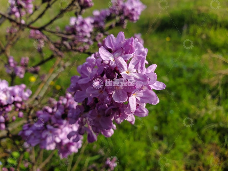 高清大图下载【趣麦麦图】芫花花朵花卉花瓣花序花簇植物