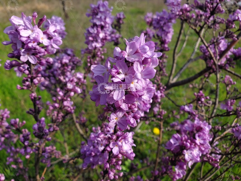 高清大图下载【趣麦麦图】中药材芫花植物花朵花卉聚焦摄影