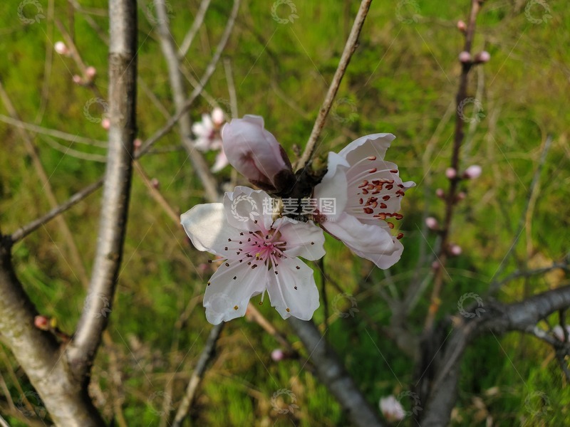 高清大图下载【趣麦麦图】桃花花卉花朵花蕊花瓣树枝