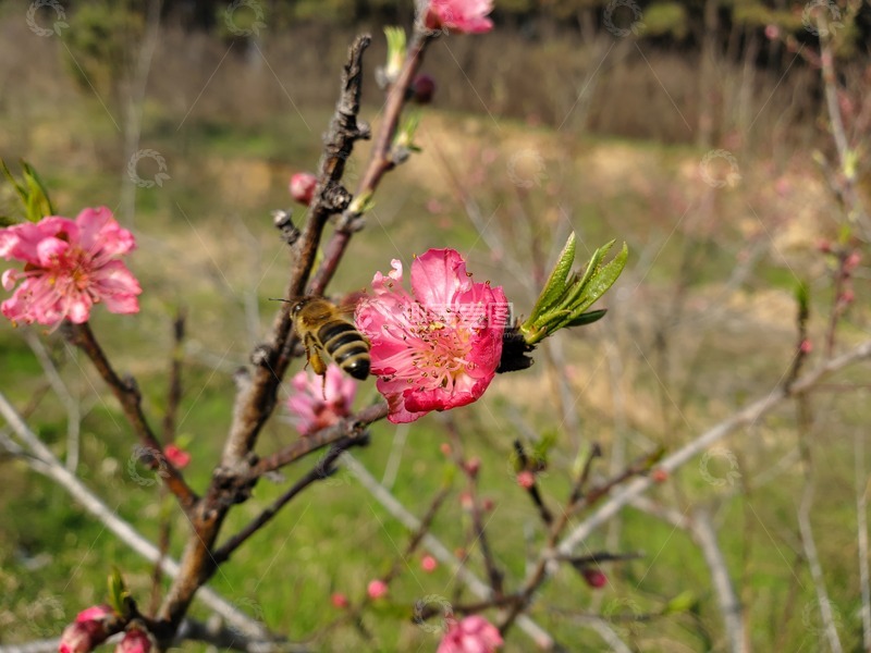 高清大图下载【趣麦麦图】蜜蜂桃花花朵嫩芽树枝聚焦摄影