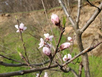 桃花花朵花苞嫩芽树枝树木