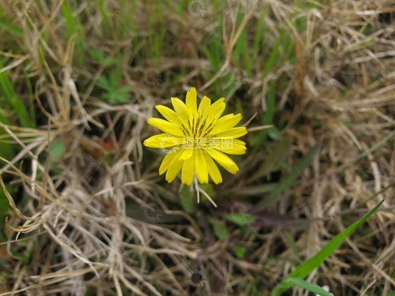 高清大图下载【趣麦麦图】黄鹌菜植物花朵花卉花瓣花蕊