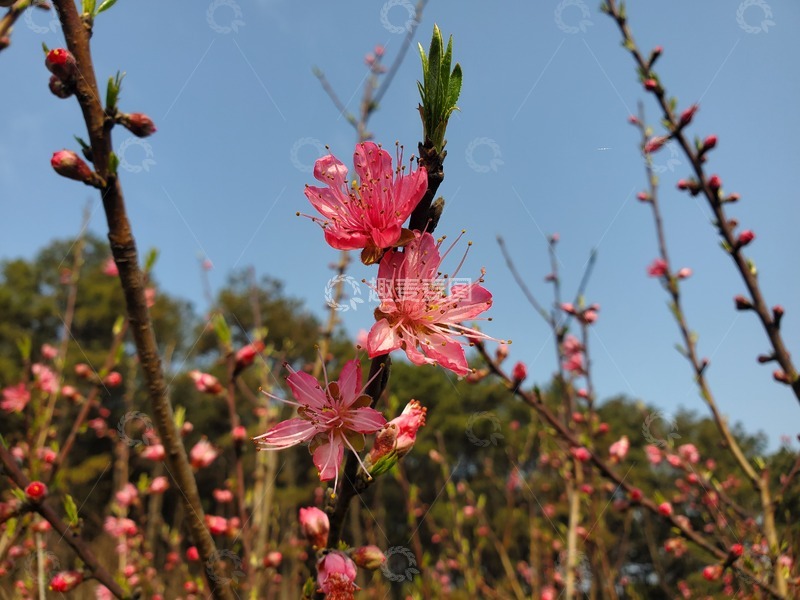 高清大图下载【趣麦麦图】桃花花朵花卉花蕊花瓣花蕾嫩芽花苞