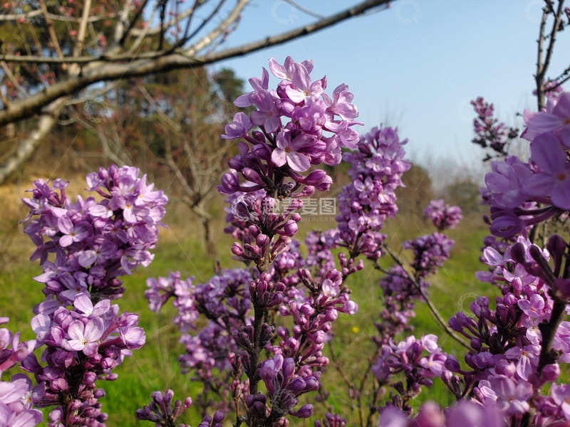 高清大图下载【趣麦麦图】中草药芫花花朵花卉花序花苞