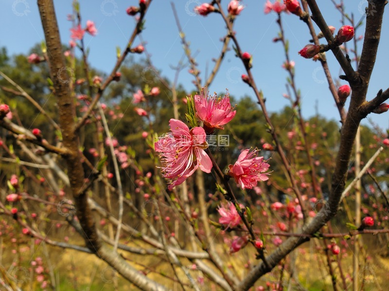 高清大图下载【趣麦麦图】桃花花朵花蕊花苞嫩芽树枝桃树
