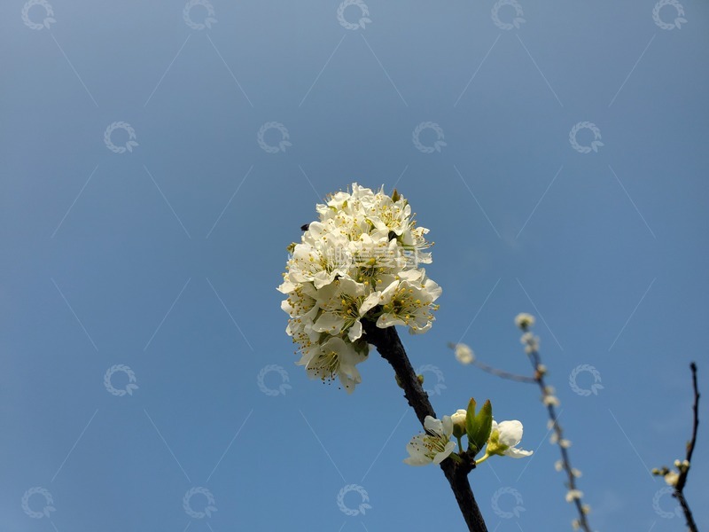 高清大图下载【趣麦麦图】梨花花朵花卉花球树枝聚焦摄影