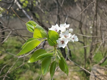 梨花花朵花卉花蕊树叶绿叶叶子